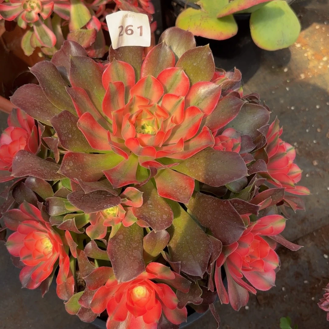 @****李261多肉植物香妃