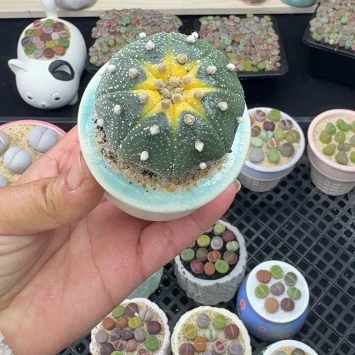 6029零下地区记得拍保温箱