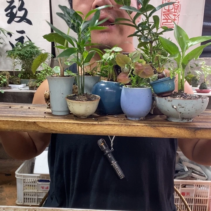 无花朵新手套餐3盆，器型随缘品种随缘各不同。