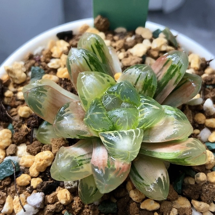 【闪购商品】张*老川140