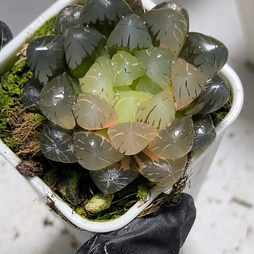 十二卷多肉0414冰灯