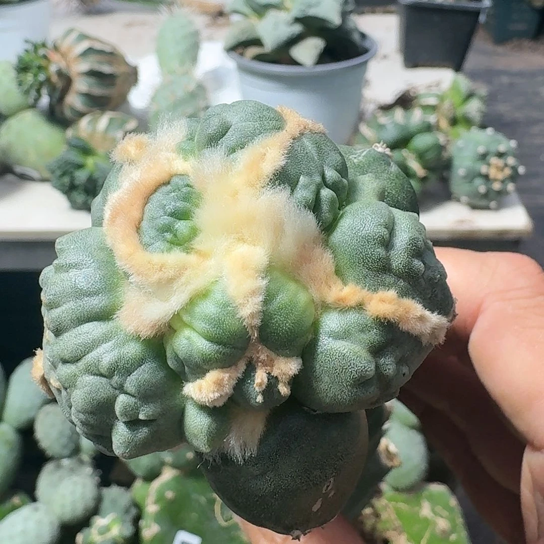 【闪购商品】无花朵达摩蛋怒900