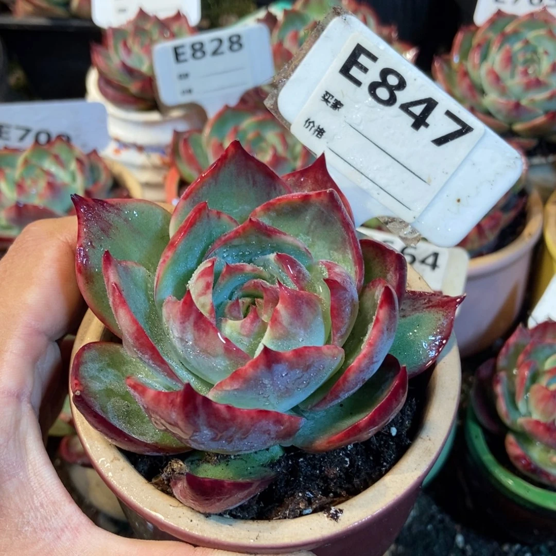 惊鸿一瞥847号楼多肉