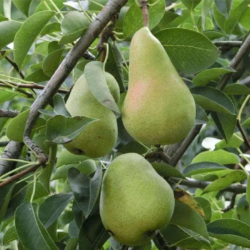 陕西咸阳太婆梨软糯香甜新鲜多汁当季水果
