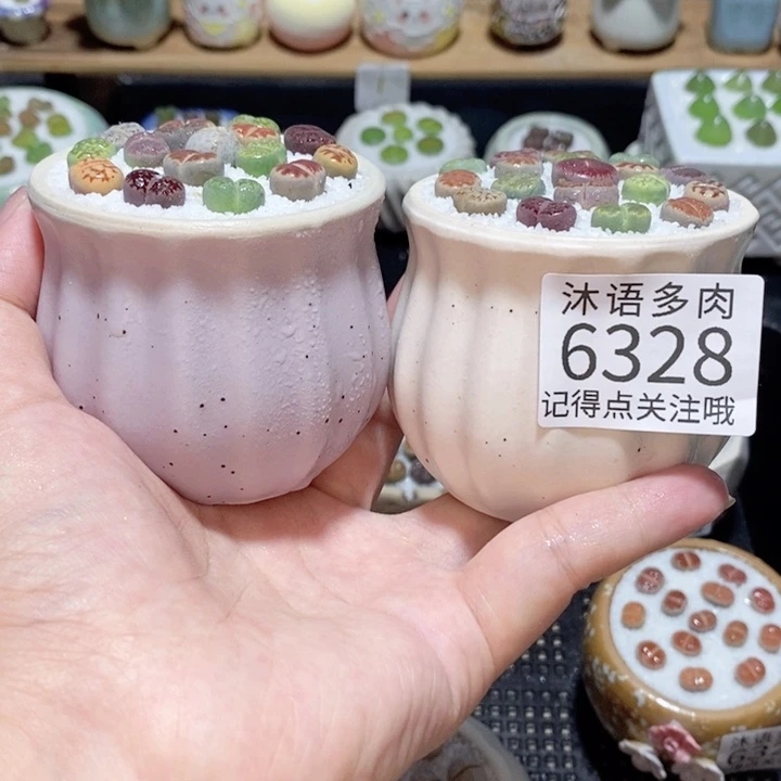 带盆土发货 精美盆栽 6328