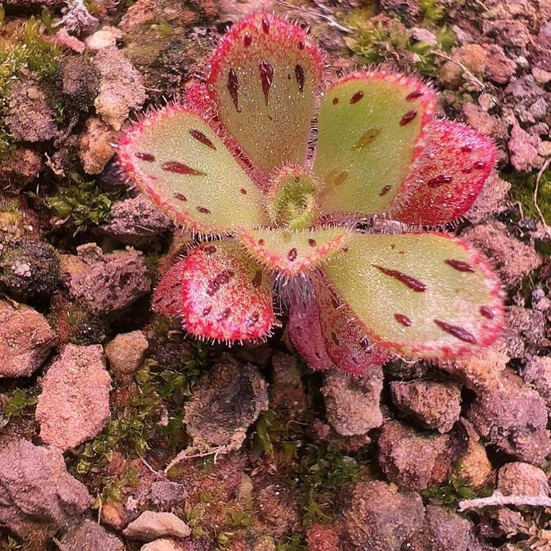 糖糖520 霜脉龙心 小