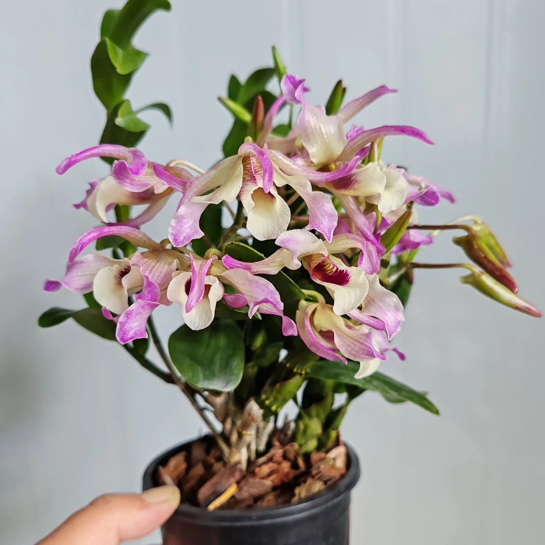 七彩扭瓣石斛[兰科高端进口，浓香型檀香味，花期长好养护，带花苞）。