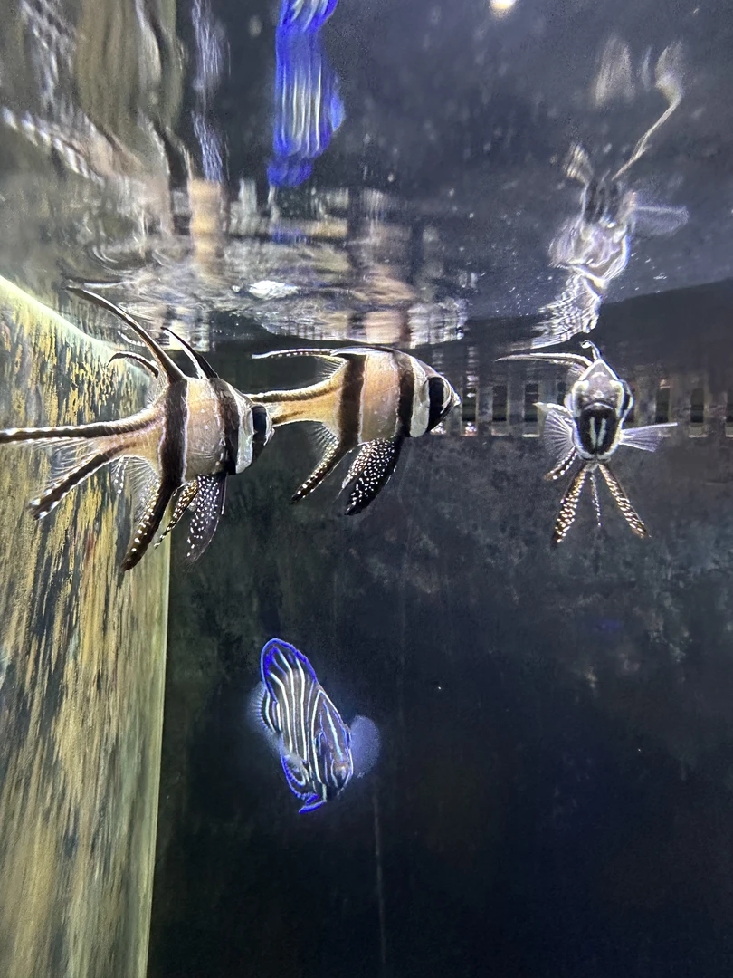 【巴黎天使】海水鱼
