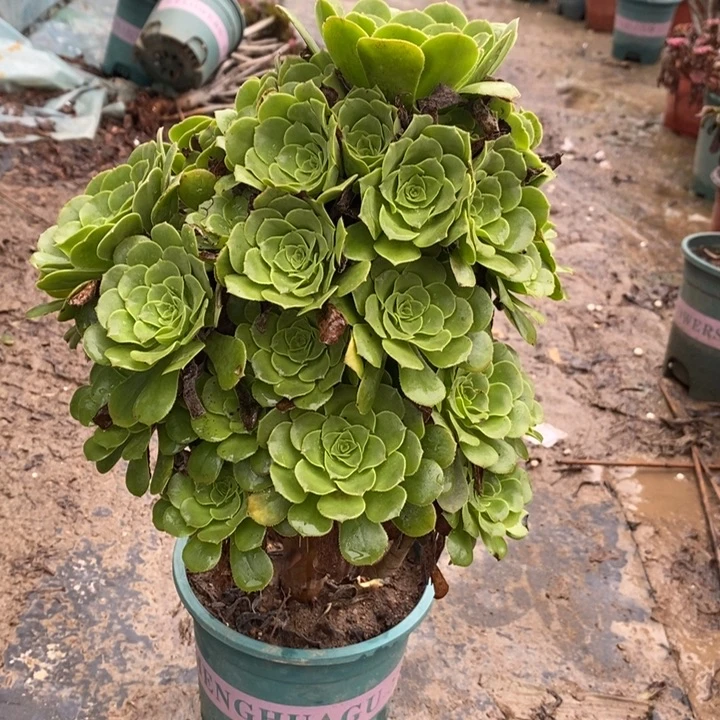 绿羊绒多肉植物042