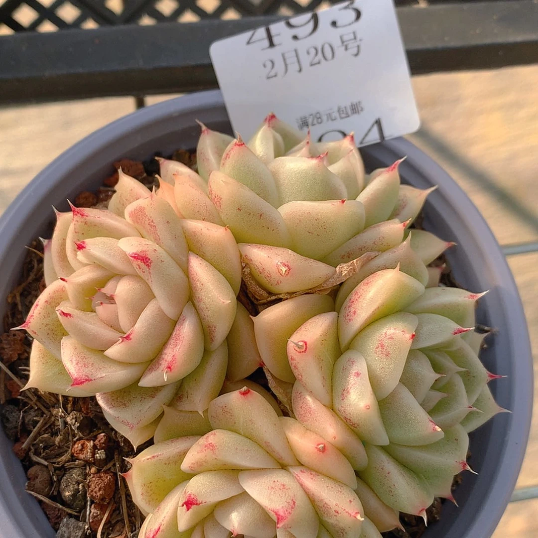 【闪购商品】云493