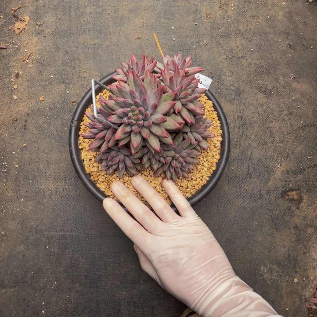 l29如烟美人群生无砍的