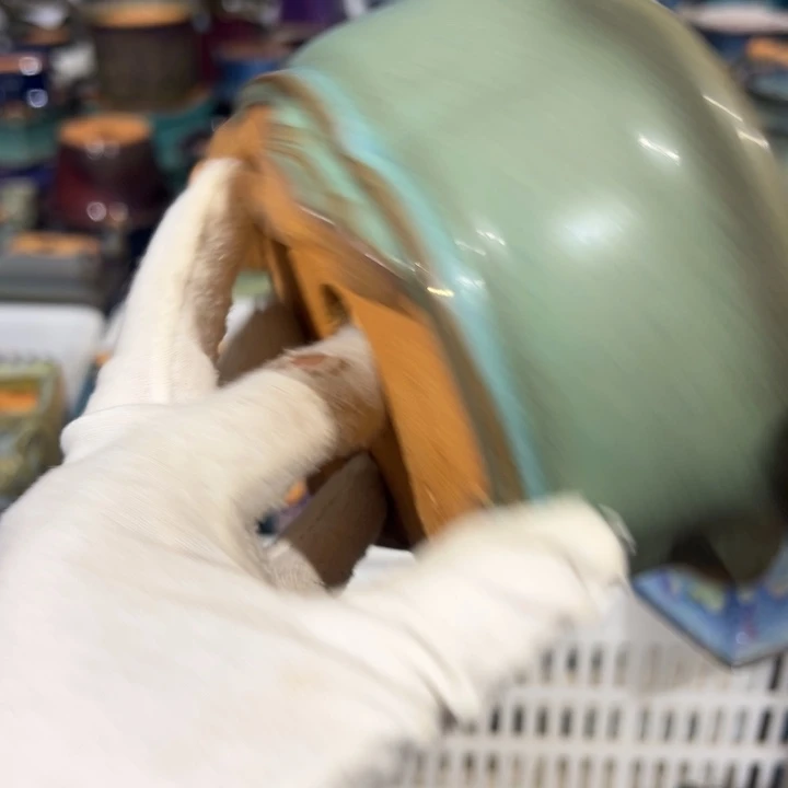 班***状觉象盆景艺术设计作品