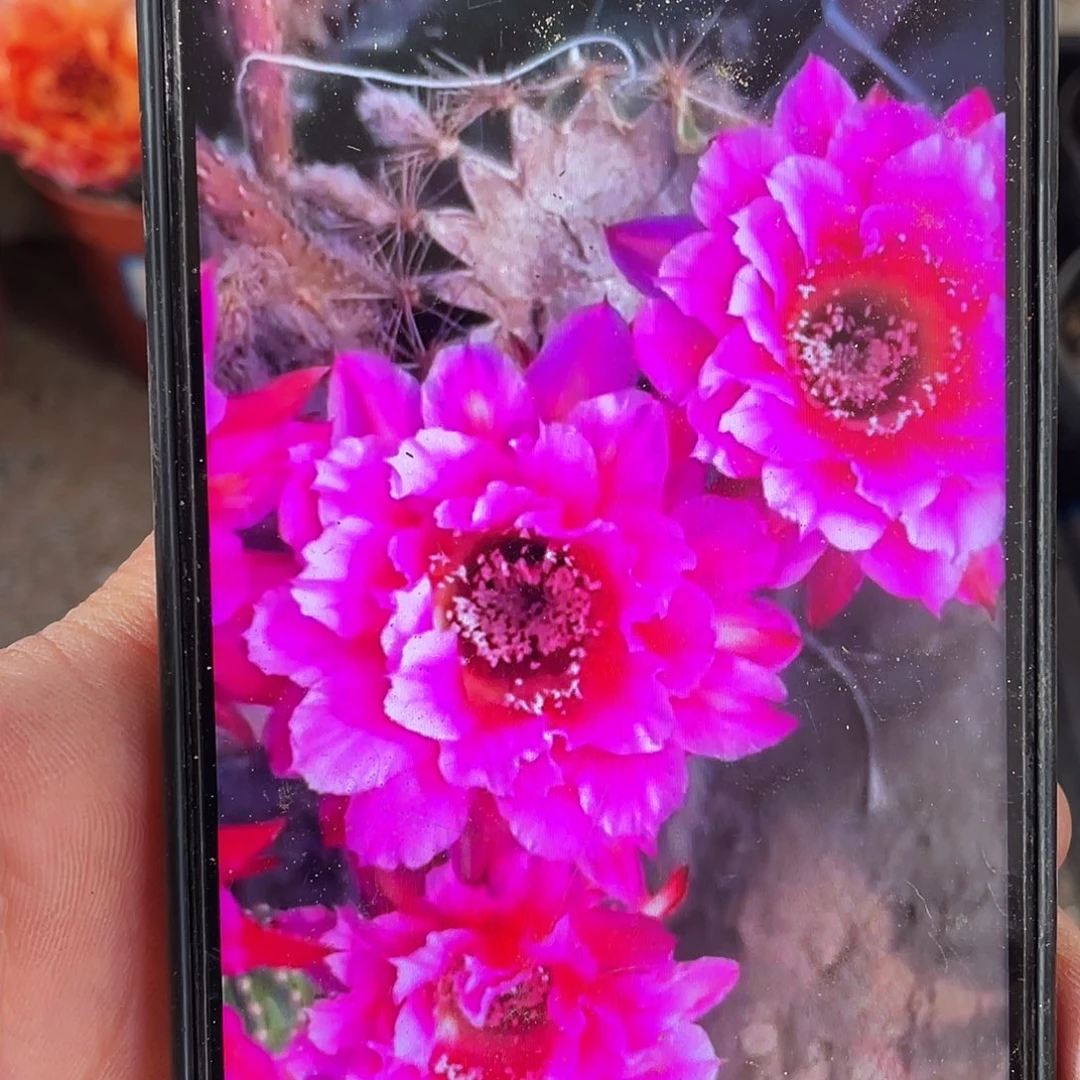 烟花自根球7公分以上带盆土