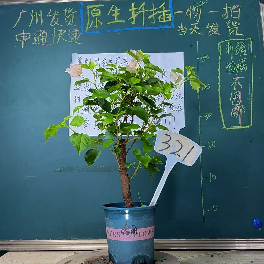 当前无花栽培后可以开花    粗杆 暗斑丽人  321