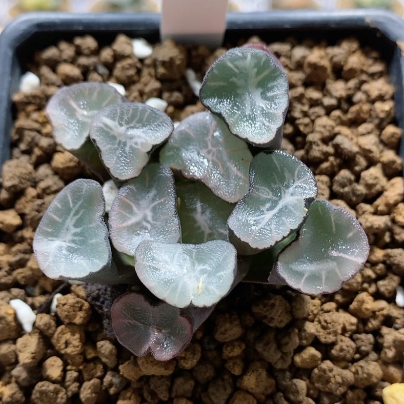 【闪购商品】122白凤凰万象