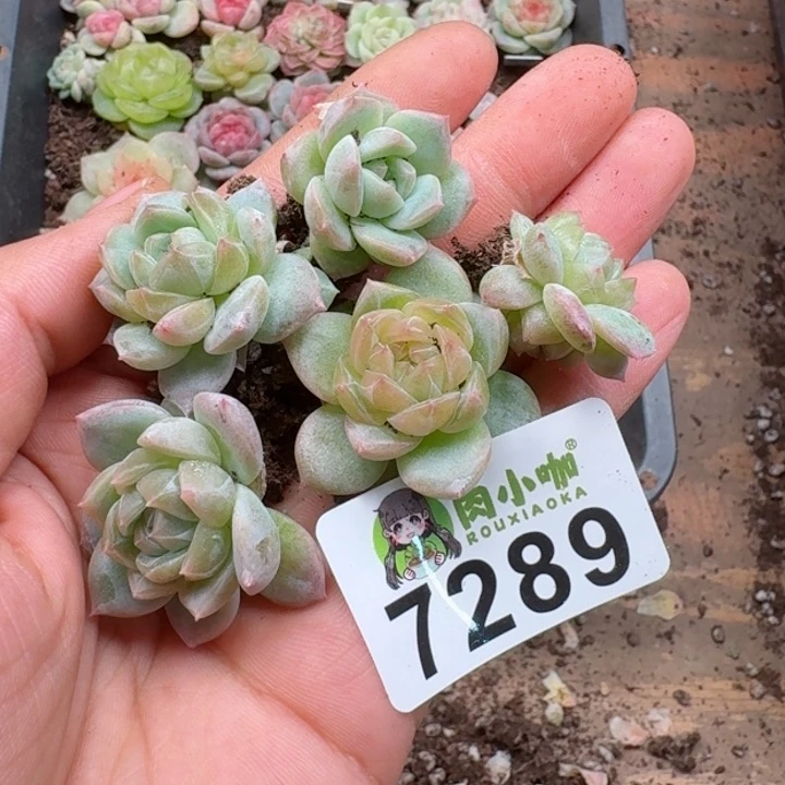 多肉植物多肉植物