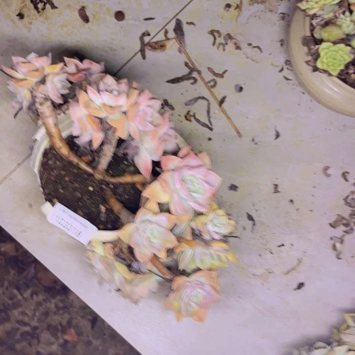 小***.多肉植物一物一拍3318