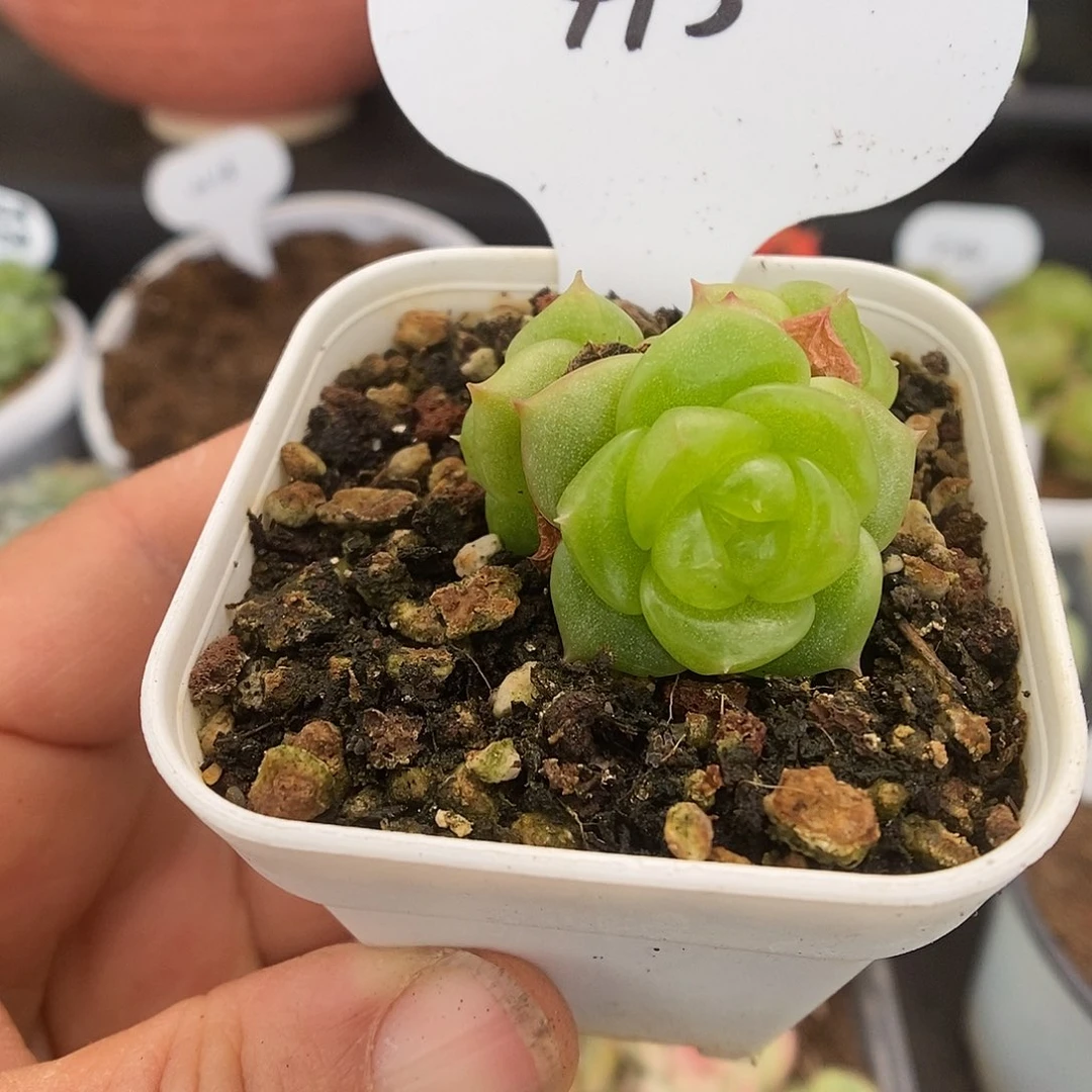 一物一拍一物一拍926-413