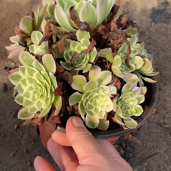 163海王多肉植物法师