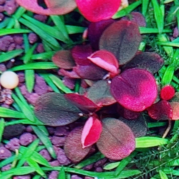 福利64号福利价植物一丛