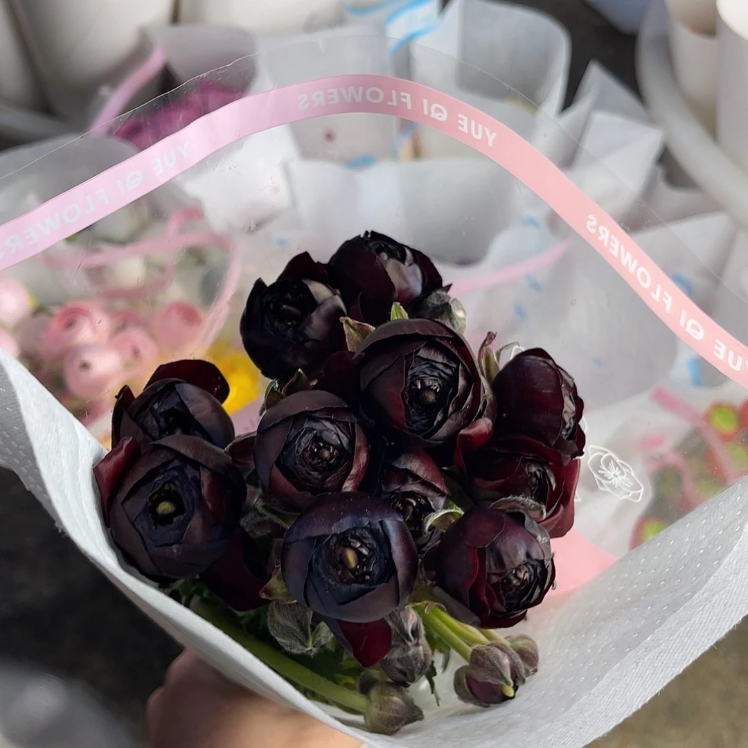 完全开放月琪（黑天鹅）8-10枝