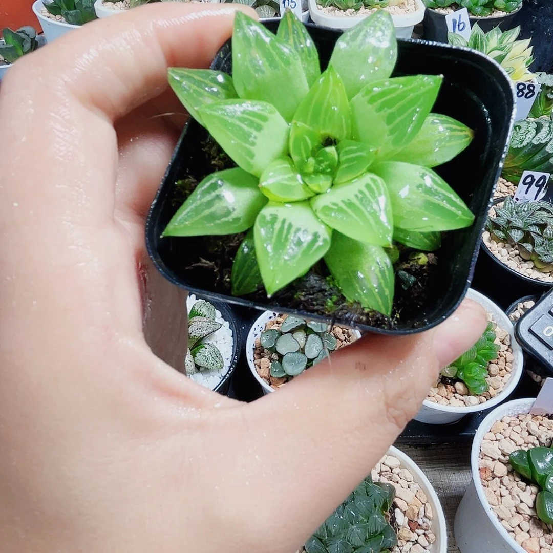 水晶寿多肉植物6666