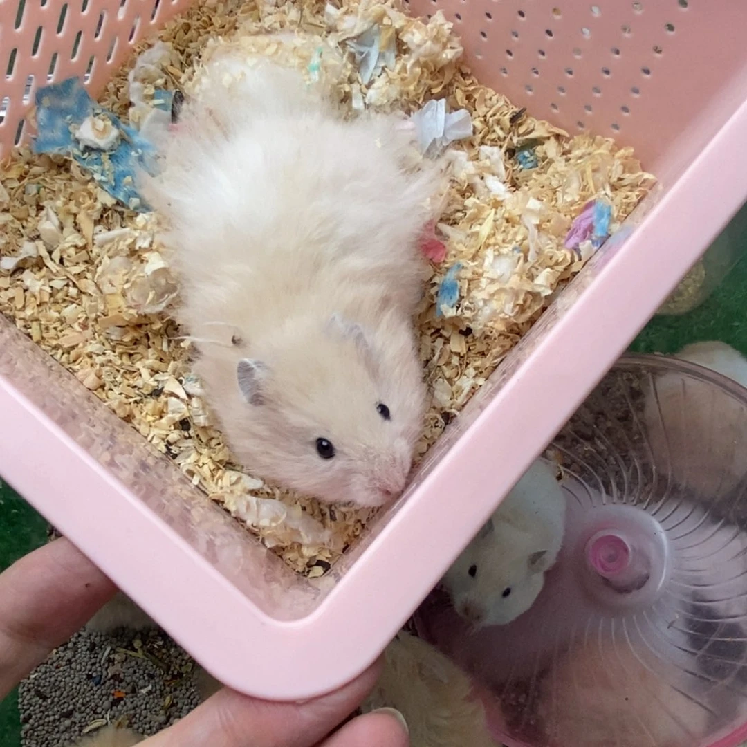 2-3个月的大鼠弟弟包健康。7天质保