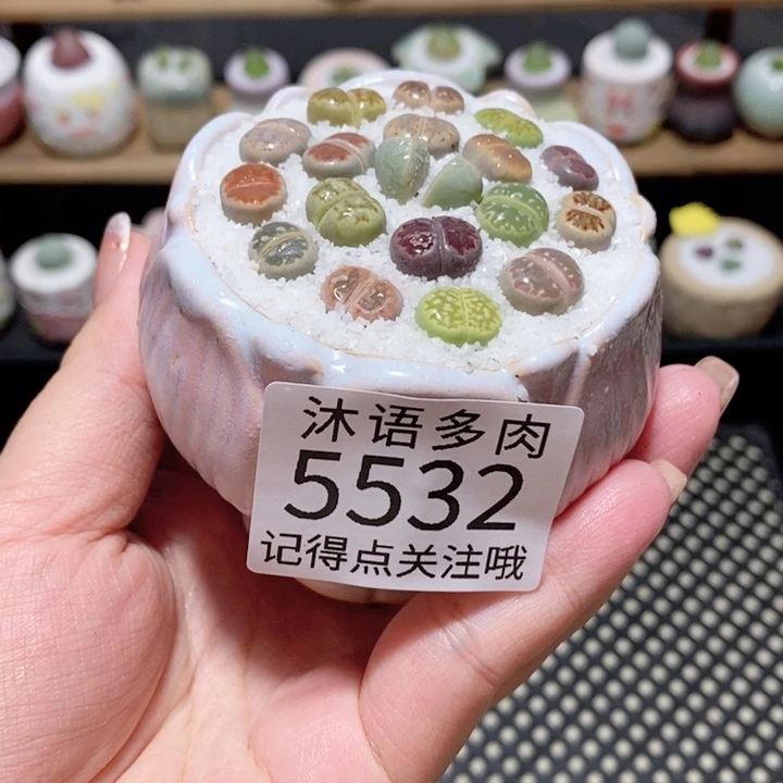 带盆土植物 一物一拍5532