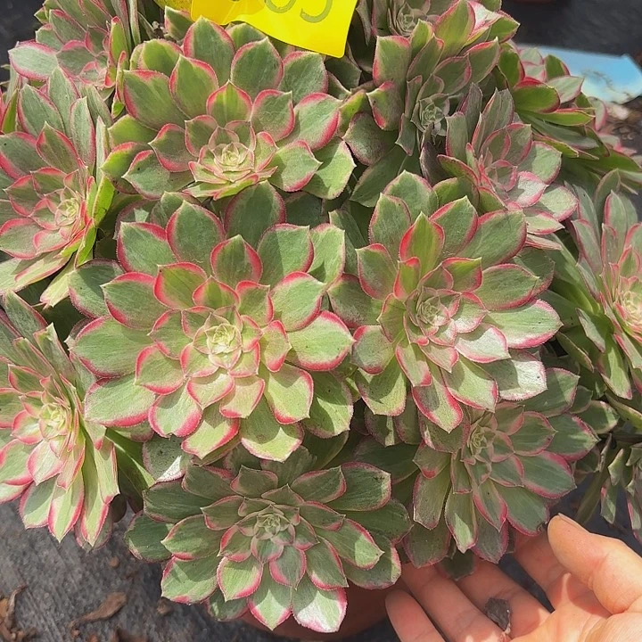 多肉植物福利883个