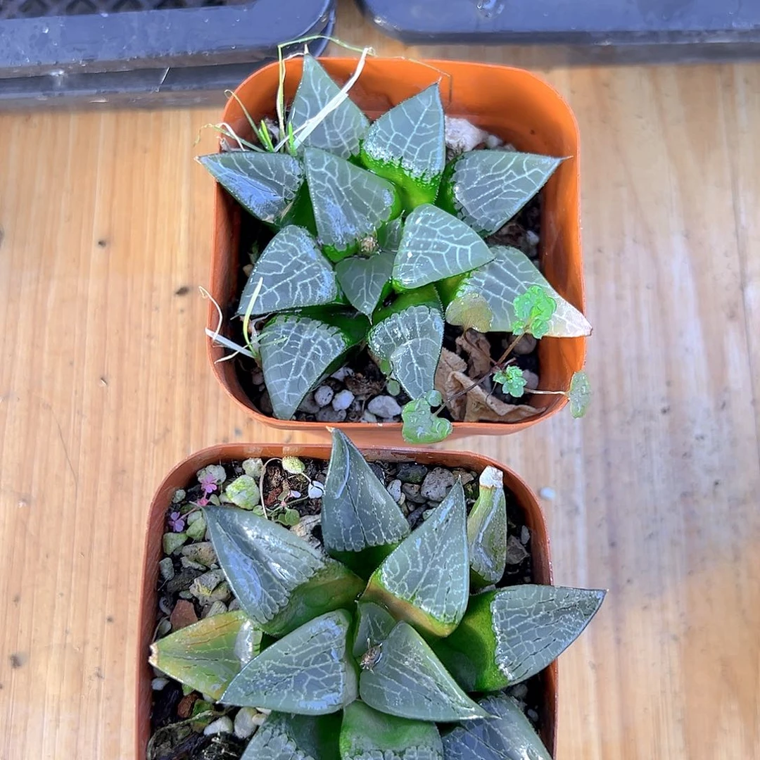 冰河寿多肉多肉一颗