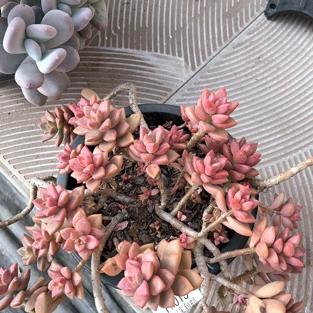 小杰姬胧月17015