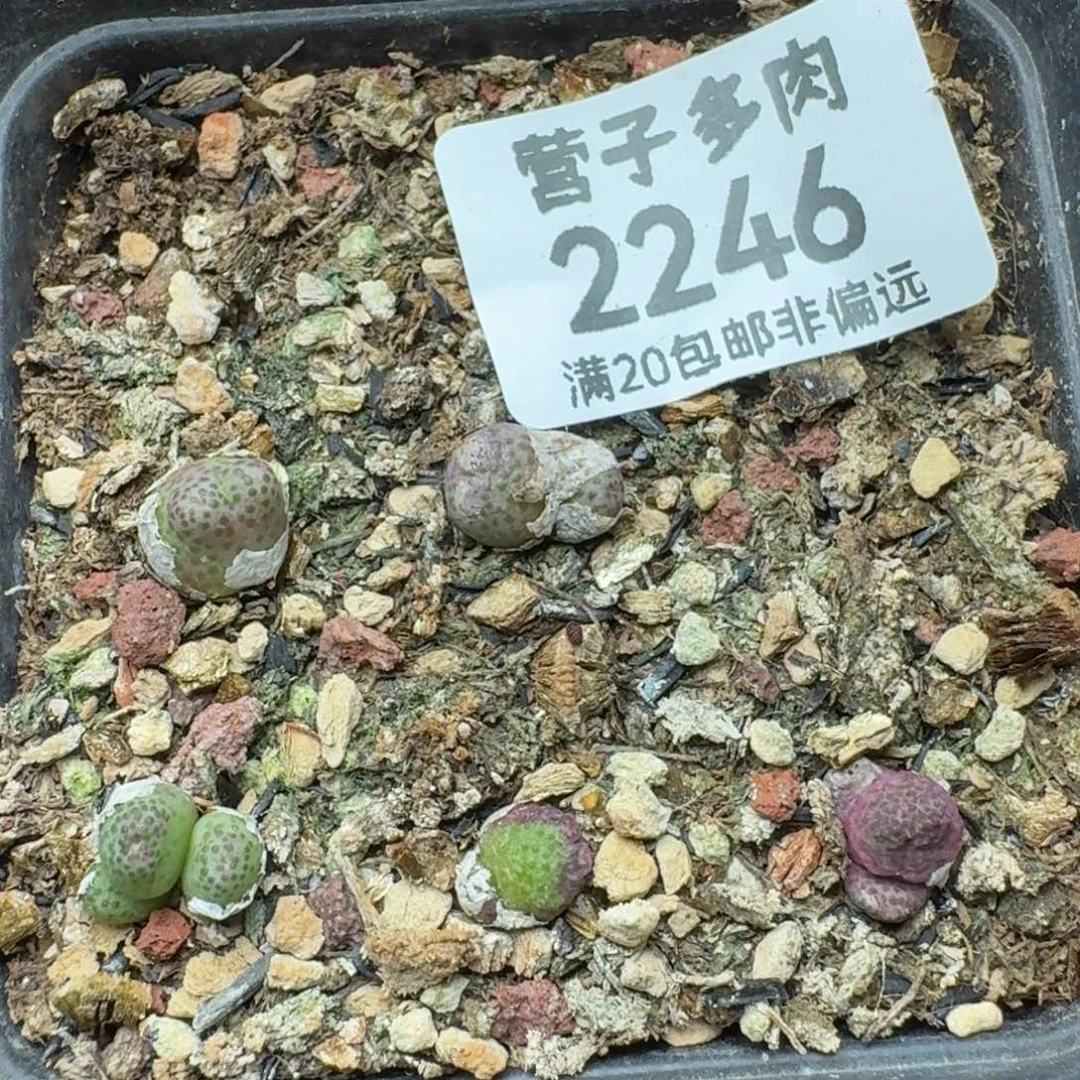龙猫带盆土。