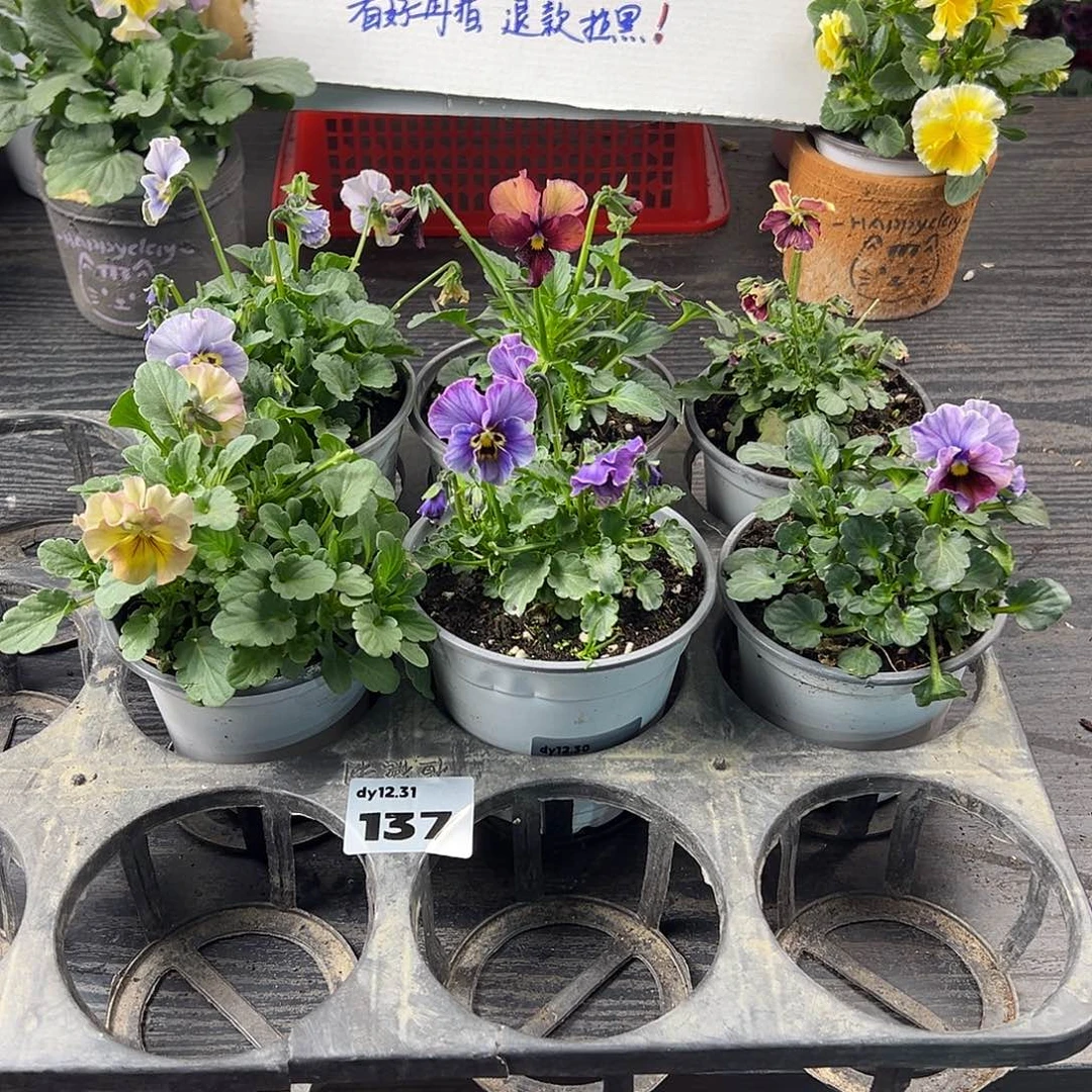 大部分花苞少量开放137号