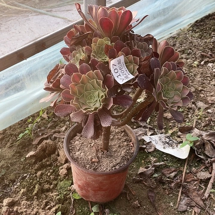 用***6107华纳锦多肉法师