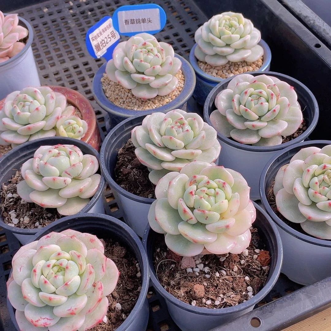 量拍25号 香草锦单头一个