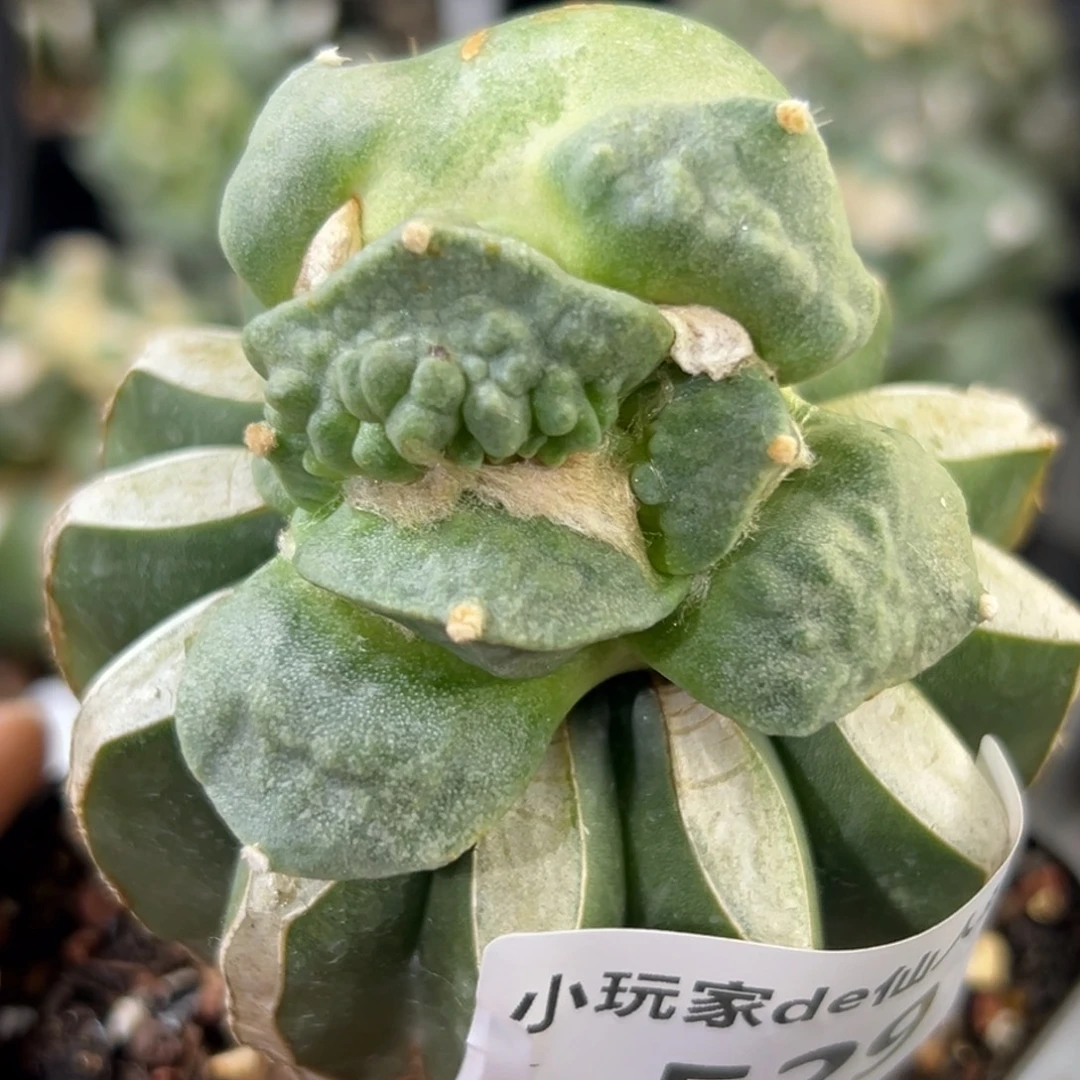 529 仙人球的牡丹啊