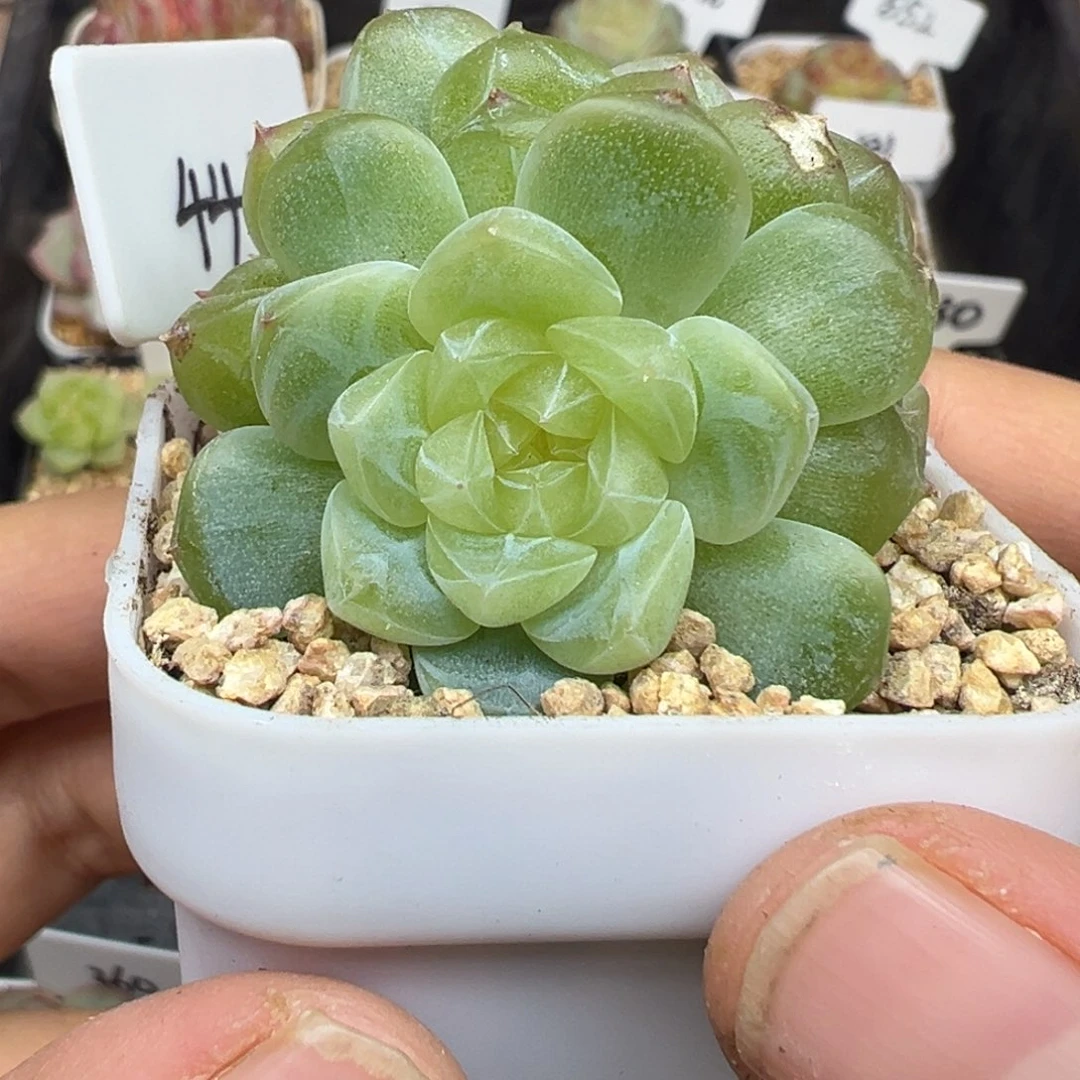 441号泼天富贵双头