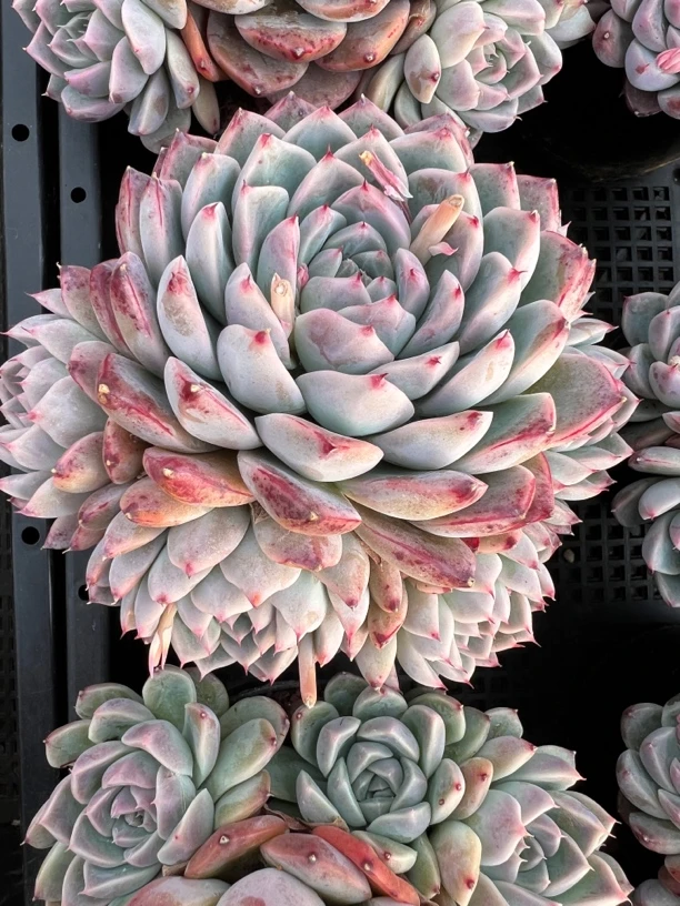 佳人群多肉植物18包邮