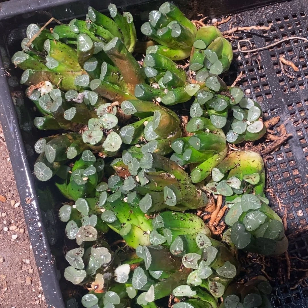 1728 一颗实生万象 整点福利