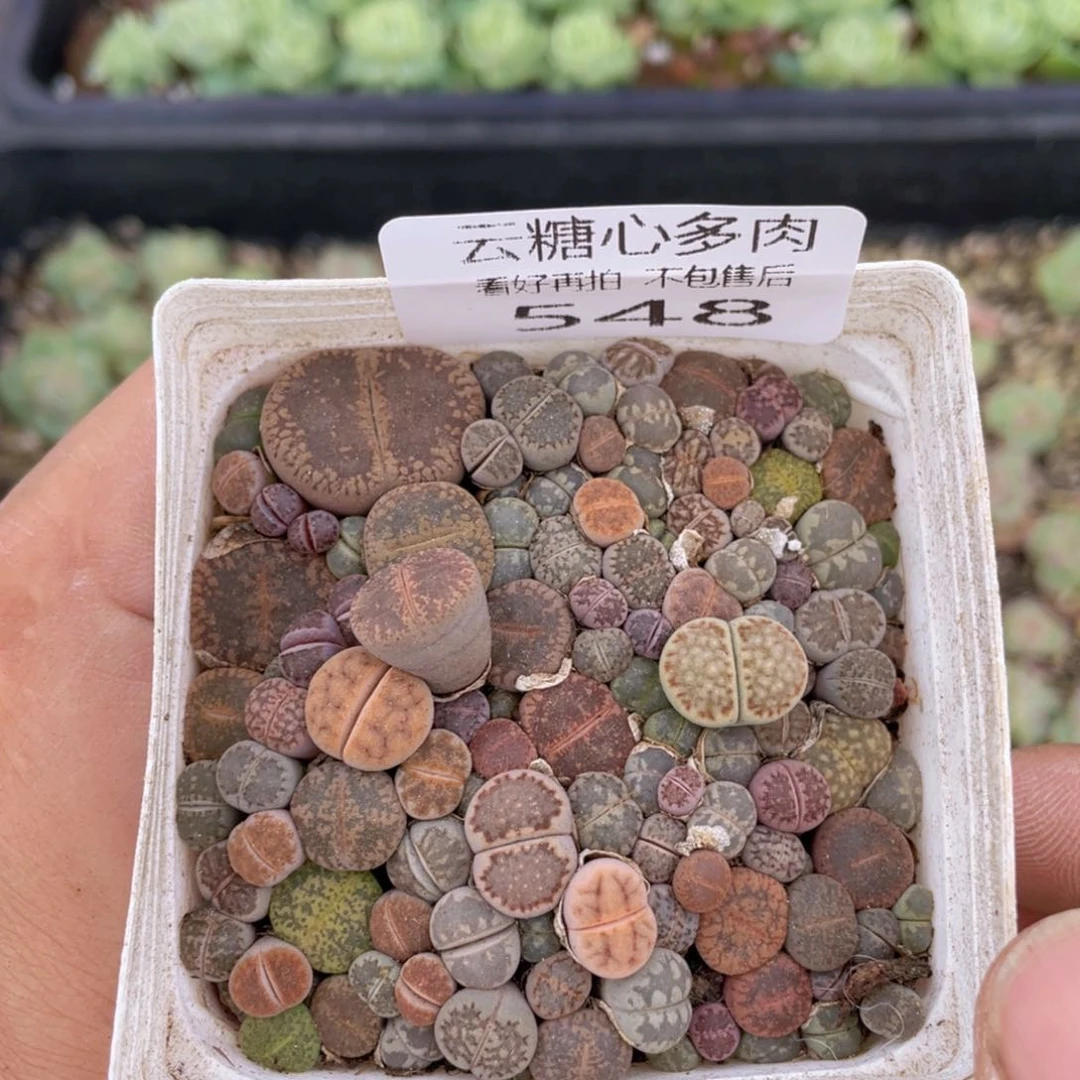 云糖心多肉植物548