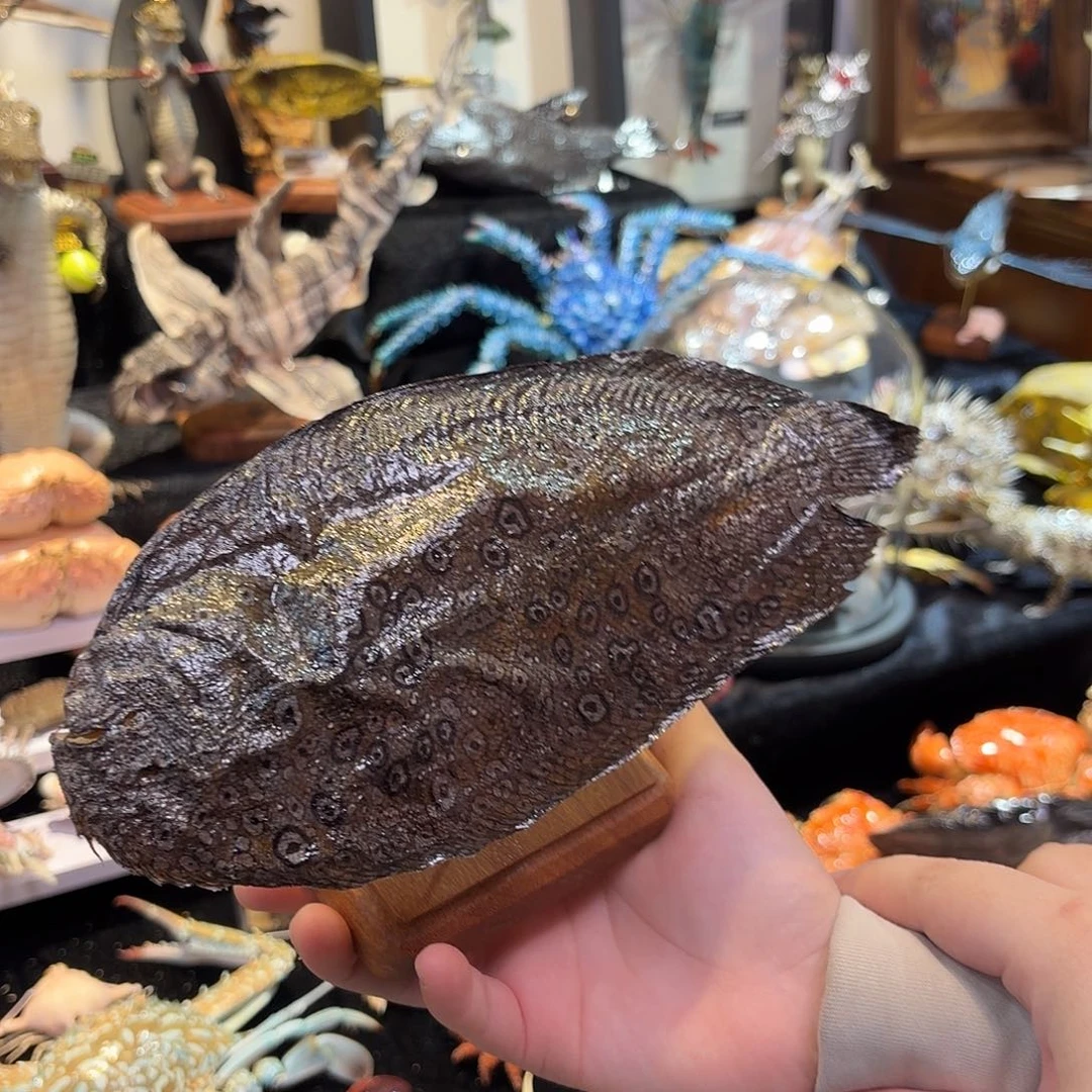 真实铜壁薄鱼标本