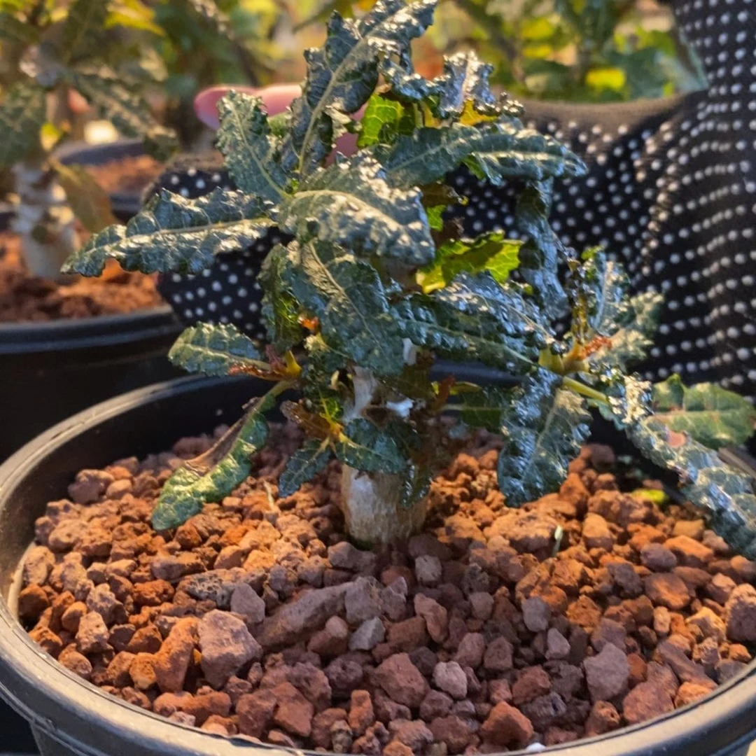 娜娜乳香实生带盆