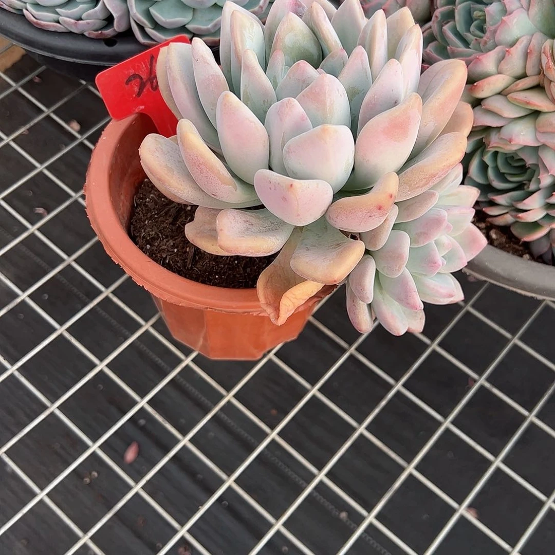 甜*263奥普多肉植物