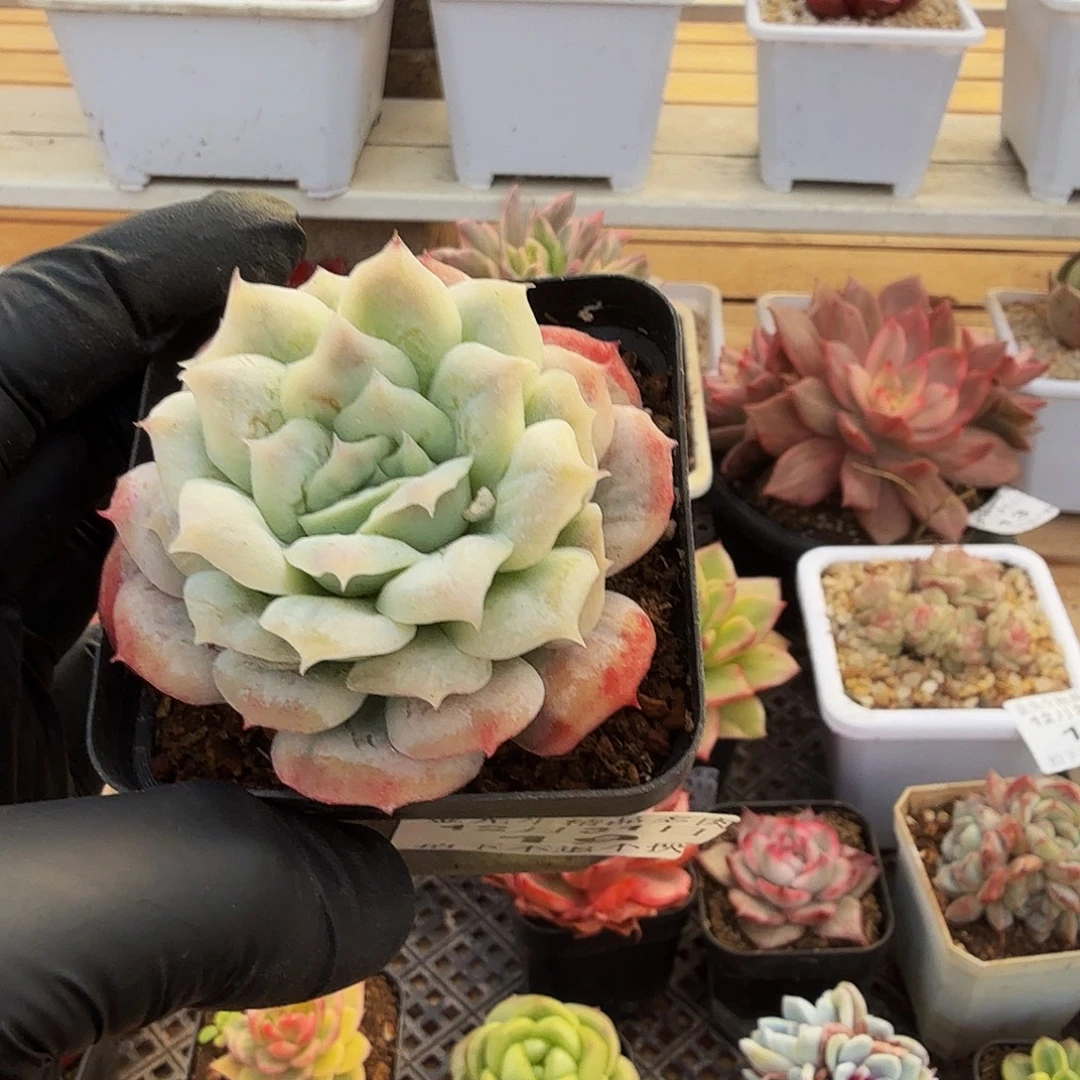 1231-19泡泡纱裙单头