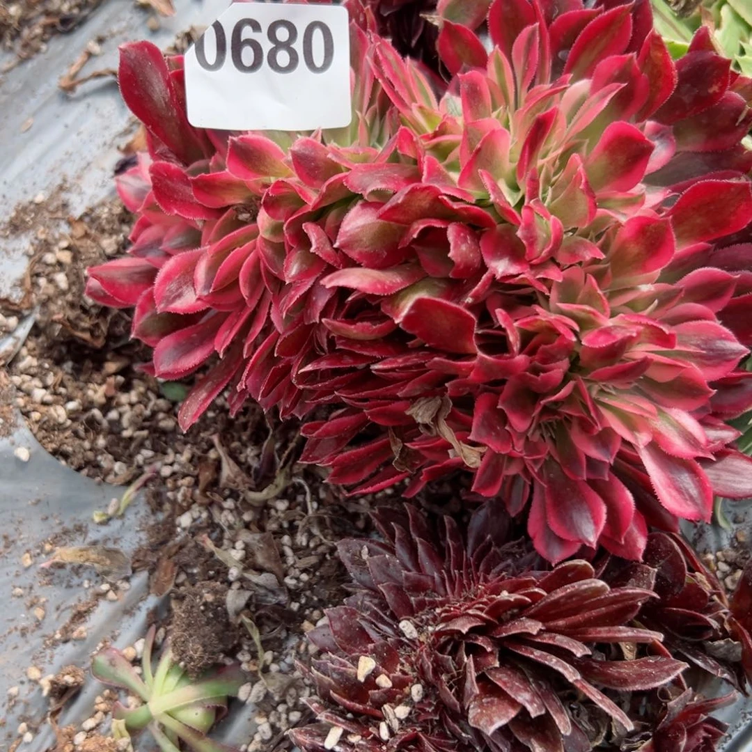 680 号多肉植物法师新年福利