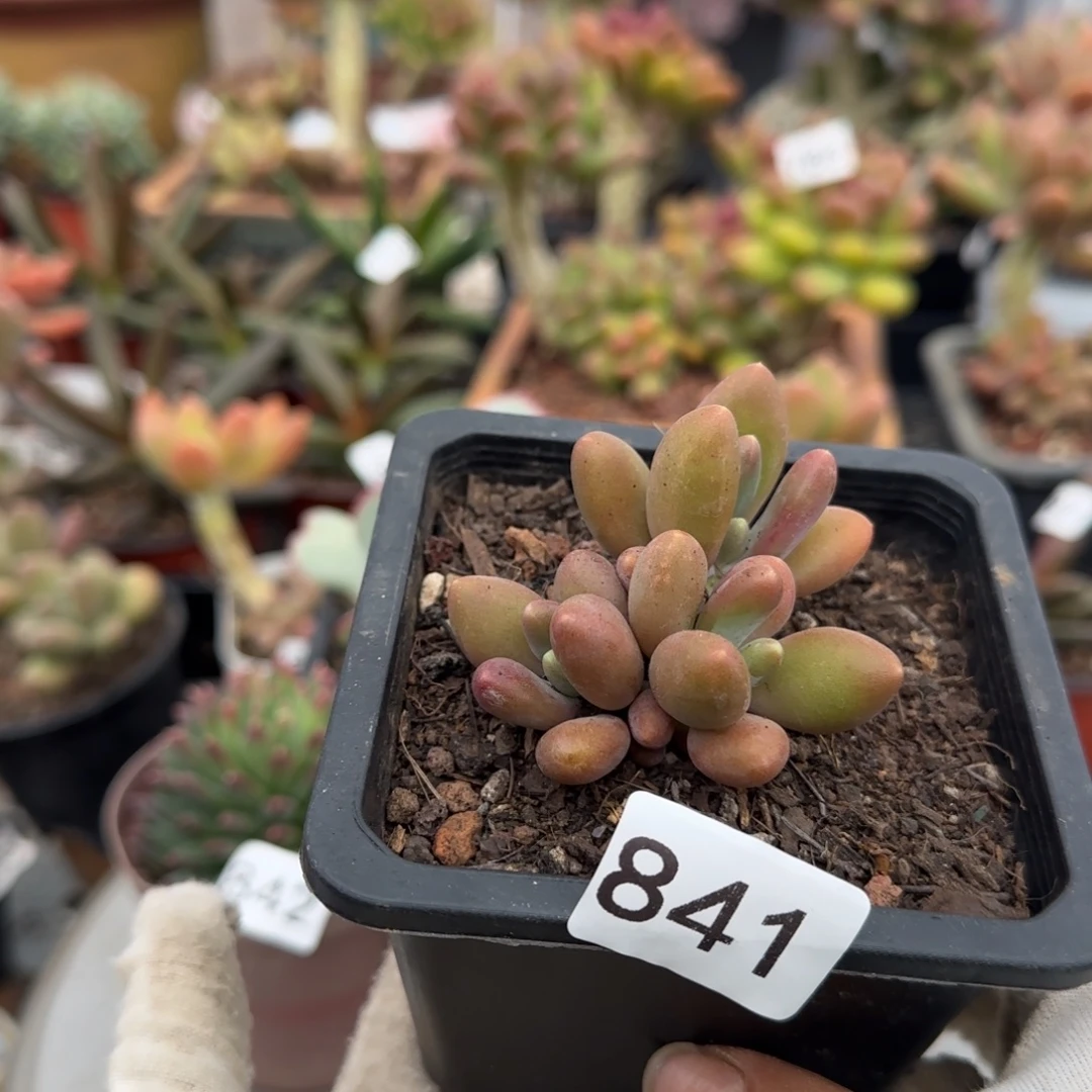 841号一物一拍一物一拍一物一拍