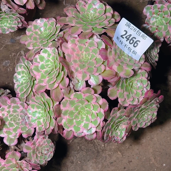 2466霁月多肉植物保护