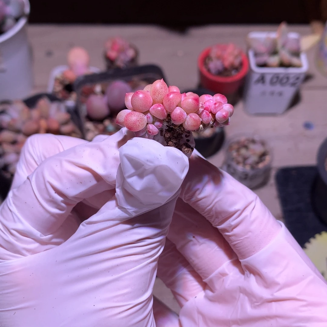 吉祥奶酪多肉吉祥奶酪奶酪