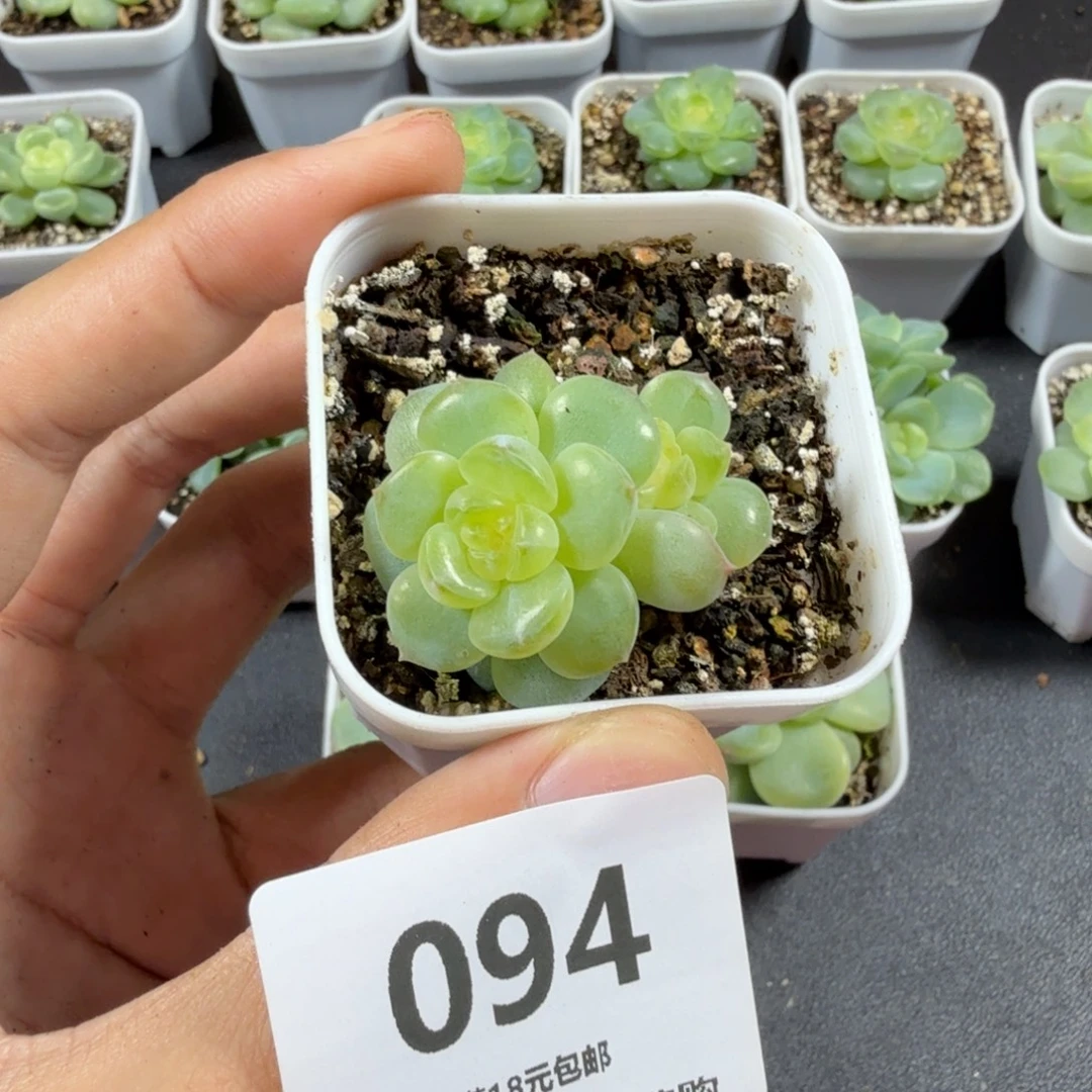 舒月双头一物一拍094