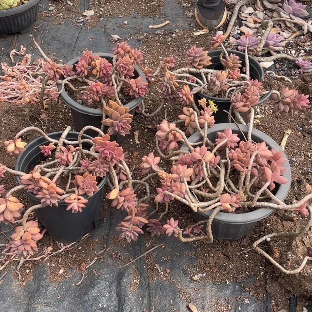 姬龙跃散群2颗9.9米量拍多肉